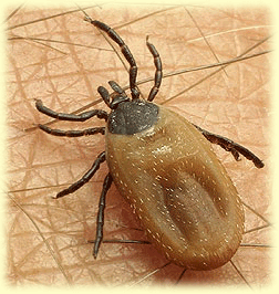 Ixodidae Tick